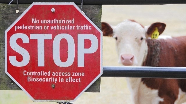 Bek-en-klouseerverbod: Uitdagings, mites en gevolge vir vleisbedryf | News Article