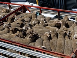 Sterker vervolging van veediefstal kry stukrag in Vrystaat | News Article