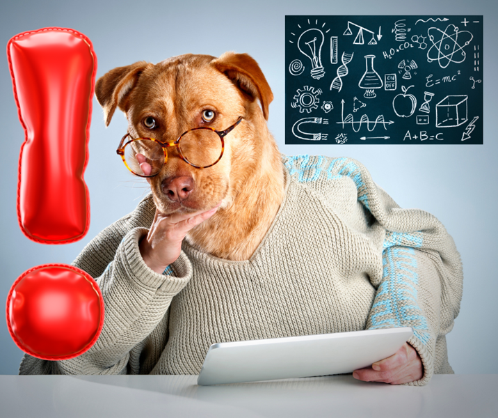 Weird Wide Web – Troeteldiere is heldersiende | News Article