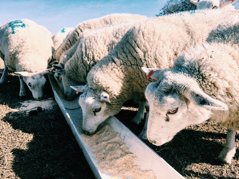 Wolmark presteer goed ná Paasreses | News Article