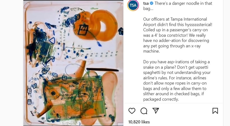 X-ray findssss snake in carry-on bag at airport | News Article