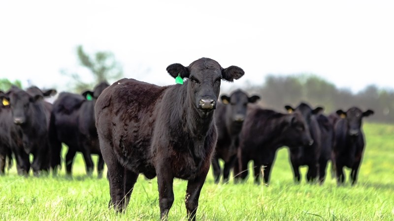 Biosekuriteit, gradering en veldbestuur onder die loep | News Article