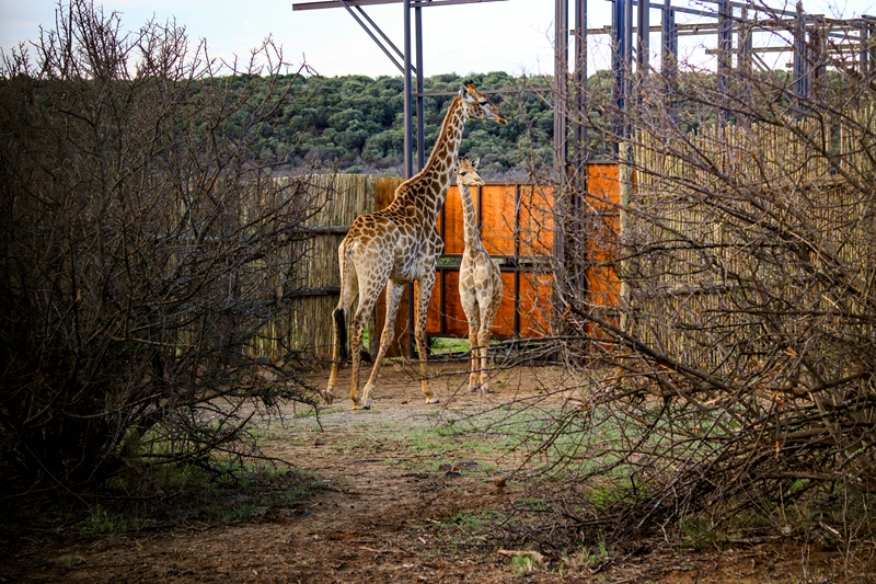 UFS launches world’s first giraffe research facility  | News Article