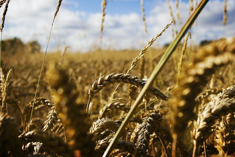 Agri-uur: Jongste Safex-nuus | News Article