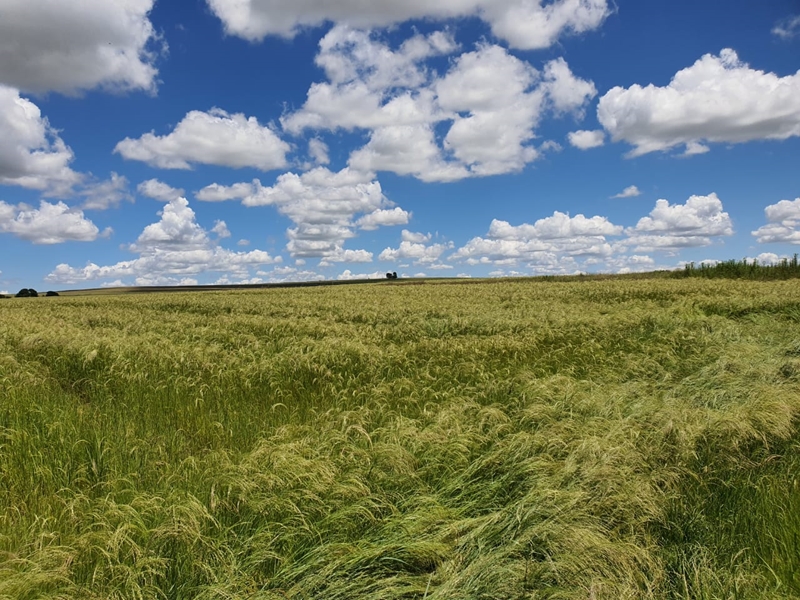 Teff-produksie aan die toeneem | News Article