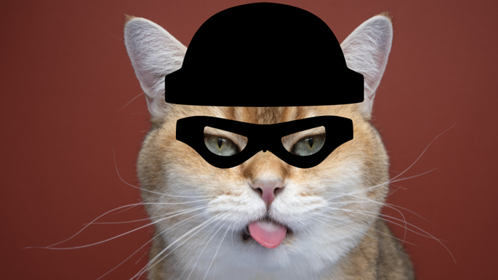Weird Wide Web – Nieu-Seeland se onlangse ‘cat burglar’ ’n regte kat! | News Article