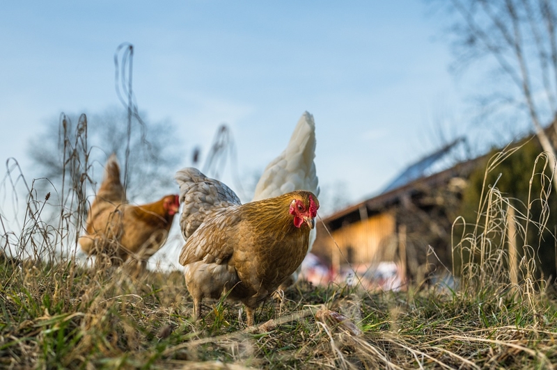 Landbounuus: Beamptes monitor H5- en H7-voëlgriepvirus | News Article