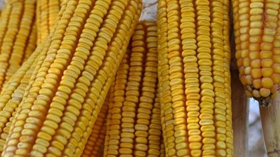 Agri-Uur: Jongste Safex-nuus Agri-Uur: Jongste Safex-nuus | News Article