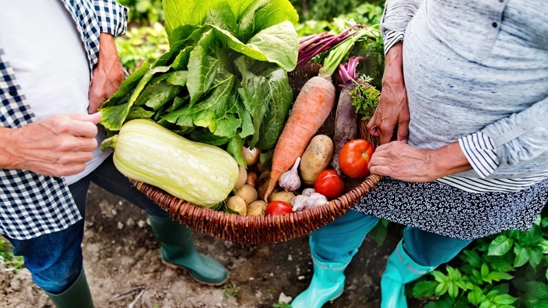 Get Wise Wednesday: Bloemfontein’s green guru gives tips on growing your own food | News Article