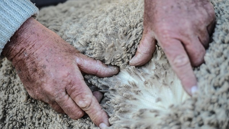 Agri podcast: Lifting of wool import ban by China widely welcomed | News Article