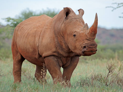 Renostergetalle in Afrika styg eerste keer sedert 2012 | News Article