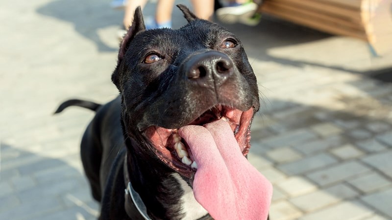 Pit bulls were surrendered in Bloem | News Article