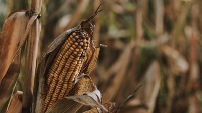 Agri-uur: Jongste Safex-nuus Agri-uur: Jongste Safex-nuus | News Article