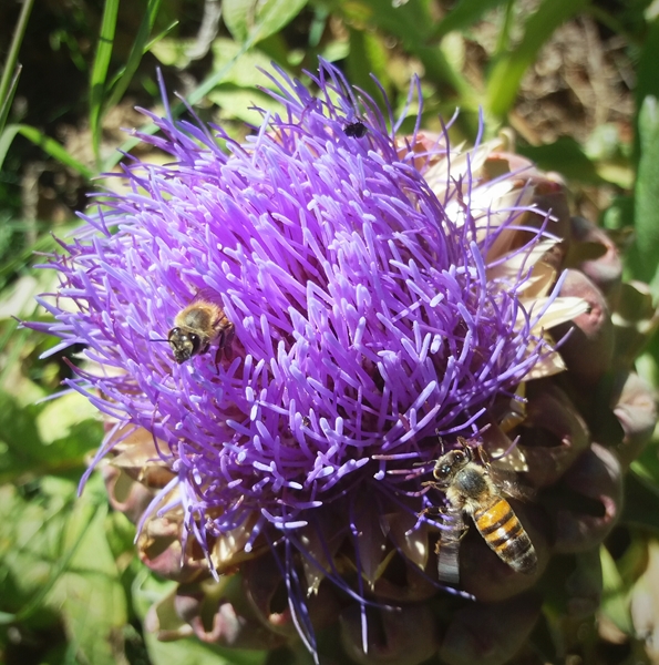 Predicting how animals will respond to #ClimateChange  | News Article