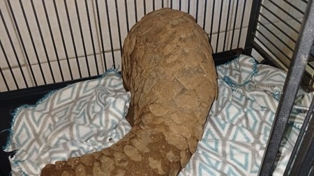 Alleged animal smugglers arrested in Kuruman Alleged animal smugglers arrested in Kuruman | News Article