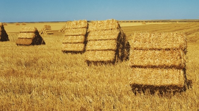 Agri-Uur: Jongste Safex-nuus Agri-Uur: Jongste Safex-nuus | News Article