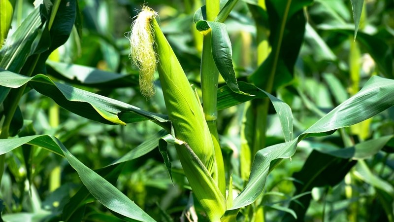 Agri-uur: Jongste Safex-nuus | News Article