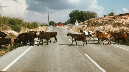 Landbounuus-podcast: Rondloperdiere hou gevaar vir motoriste in | News Article