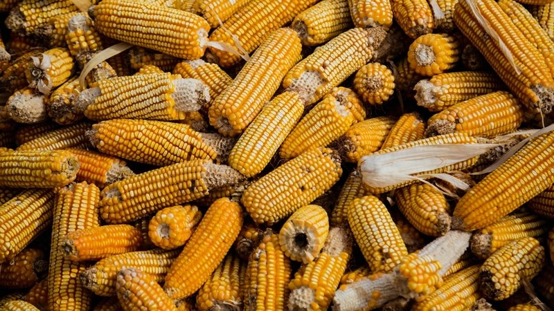 Agri-uur: Jongste Safex-nuus Agri-uur: Jongste Safex-nuus | News Article