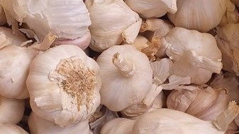 The ABC’s of garlic farming – Part2 | News Article