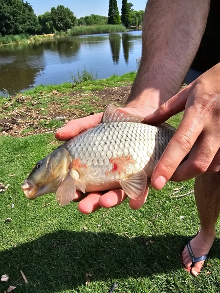 Vaalrivier: Hulp van hengelaars steeds baie nodig met siek visse | News Article