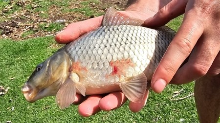 Vaalrivier: Hulp van hengelaars steeds baie nodig met siek visse | News Article