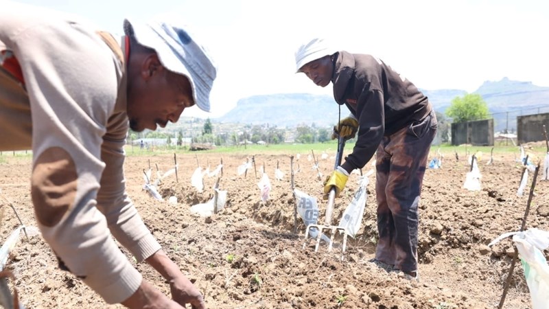 Life after prison: Become part of a Free State garden project Life after prison: Become part of a Free State garden project | News Article
