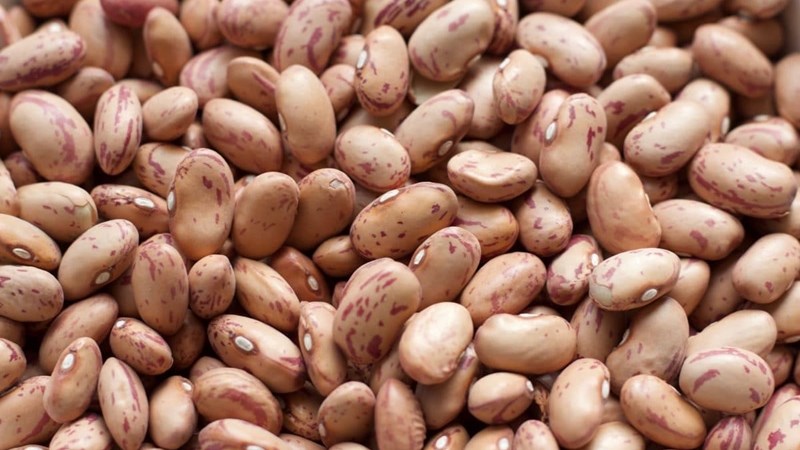 #Agbiz: SA's 2020/21 summer crop harvest one of the best #Agbiz: SA's 2020/21 summer crop harvest one of the best | News Article