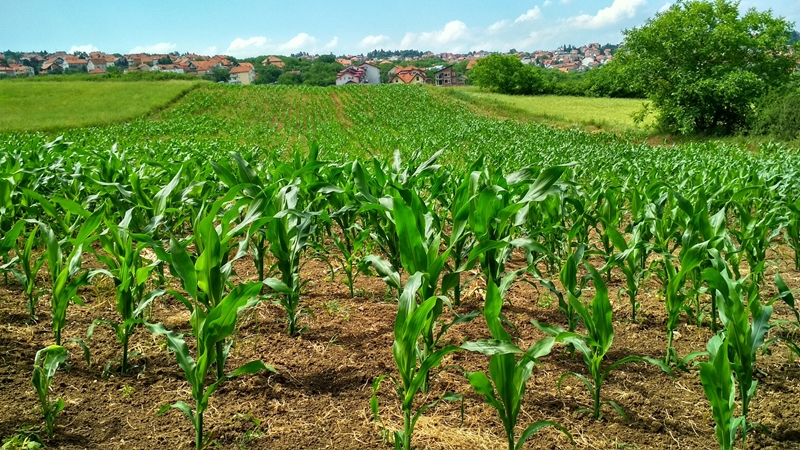 Agri-uur: Jongste Safex-nuus | News Article