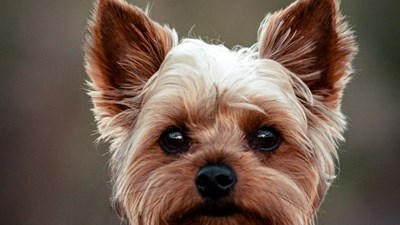 Gesteelde Yorkie van Potchefstroom veilig tuis Gesteelde Yorkie van Potchefstroom veilig tuis | News Article