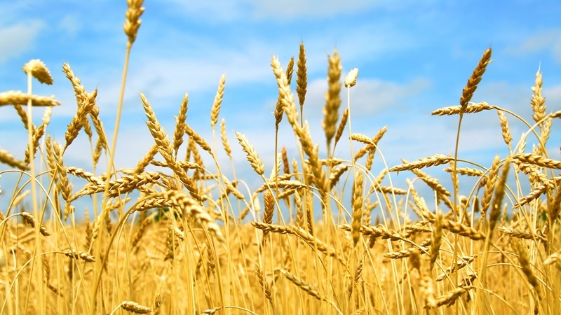 Agri podcast: MEC delivers Agri budget speech Agri podcast: MEC delivers Agri budget speech | News Article