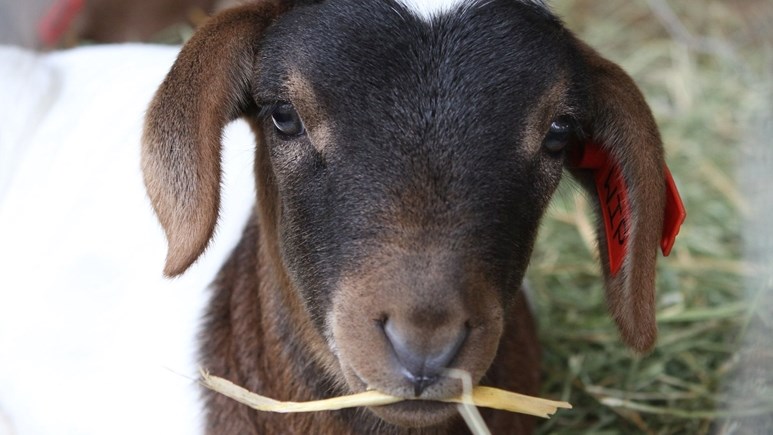 Agri-podcast: Farmers urged to keep animals warm during this winter season Agri-podcast: Farmers urged to keep animals warm during this winter season | News Article