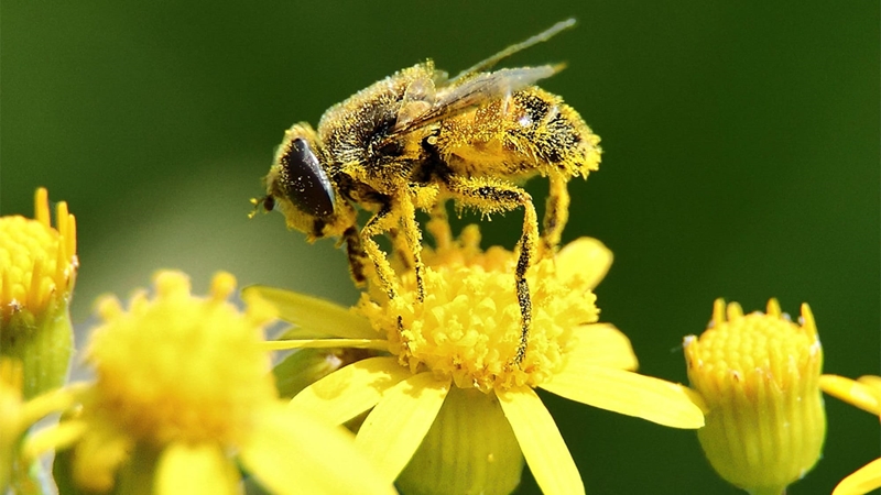 Pollen Report 15 – 21 October 2021 | News Article