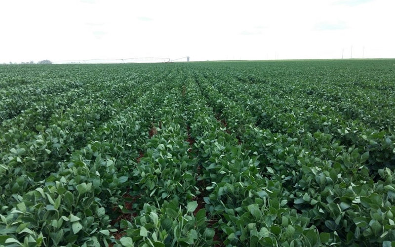 Agri-Uur: Jongste Safex-nuus | News Article