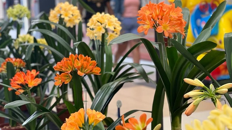 Clivia Club showcases 130 plants at its annual show | News Article