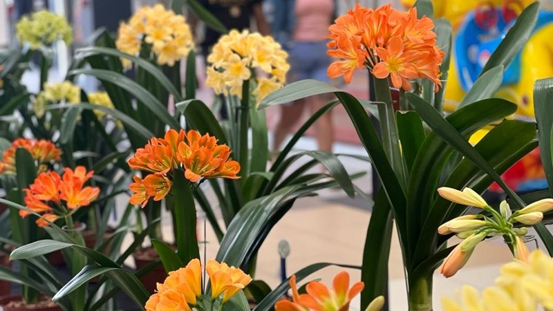 Clivia Club showcases 130 plants at its annual show Clivia Club showcases 130 plants at its annual show | News Article