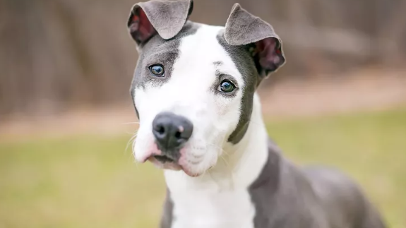 Pitbulls ‘not always culprits’ Pitbulls ‘not always culprits’ | News Article