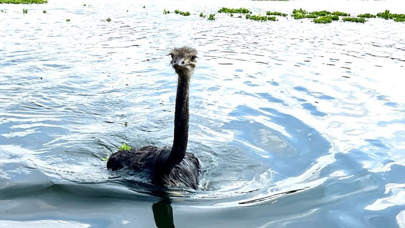 Struisie, die volstruis wat swem soos ’n gans, bring vreugde – VIDEO’S Struisie, die volstruis wat swem soos ’n gans, bring vreugde – VIDEO’S | News Article