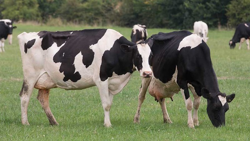 Scientists reduce cow burps to save the world Scientists reduce cow burps to save the world | News Article