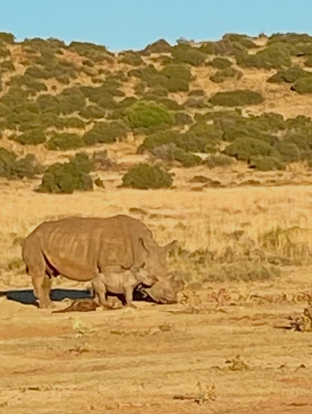 Renosterstropery toon skokkende toename in Sentraal-Suid-Afrika | News Article