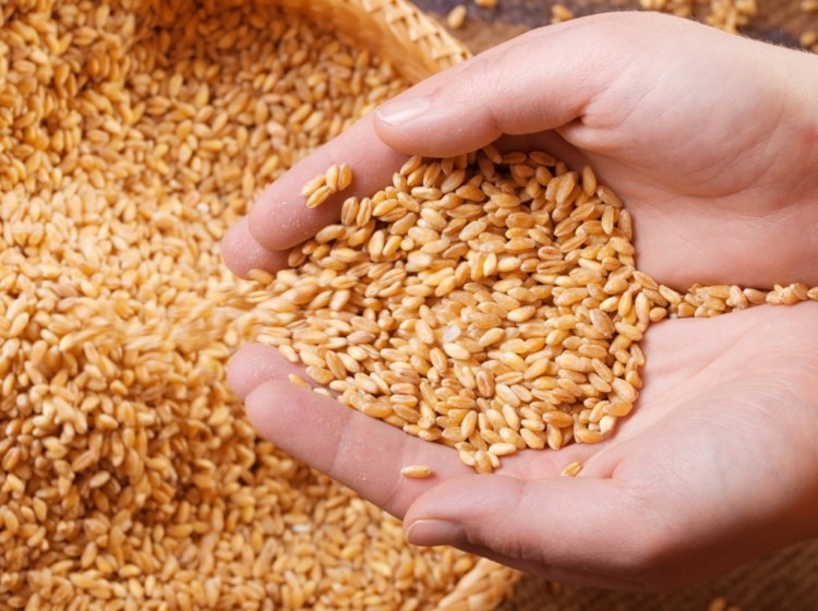 Agri-Uur: Jongste Safex-nuus | News Article