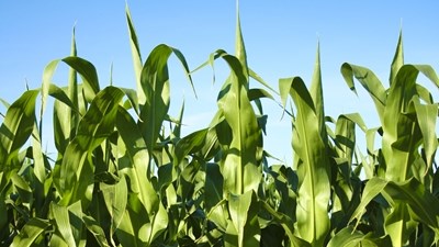 Bekamp só stres by plante Bekamp só stres by plante | News Article