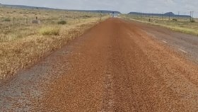 Springbok-inwoners praat oor hordes sprinkane wat deur dorp beweeg het Springbok-inwoners praat oor hordes sprinkane wat deur dorp beweeg het | News Article