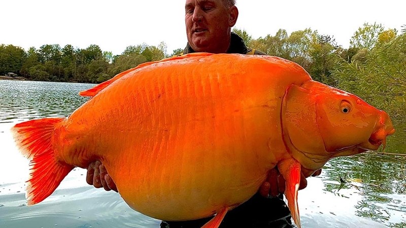 Weird Wide Web: Hengelaar vang grootste goudvis ooit Weird Wide Web: Hengelaar vang grootste goudvis ooit | News Article