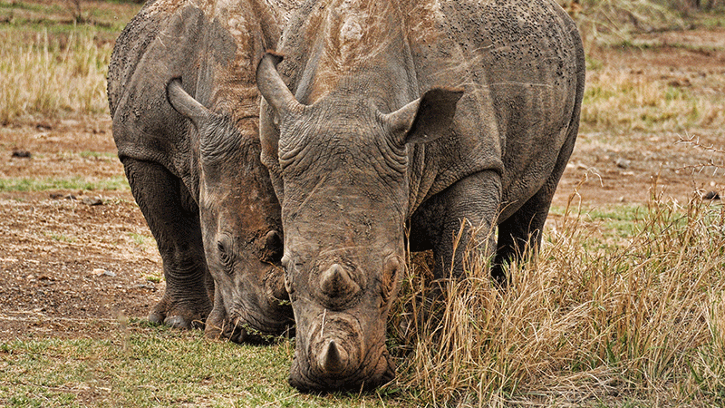 Rhino poachers receive a hefty sentence in NW | News Article