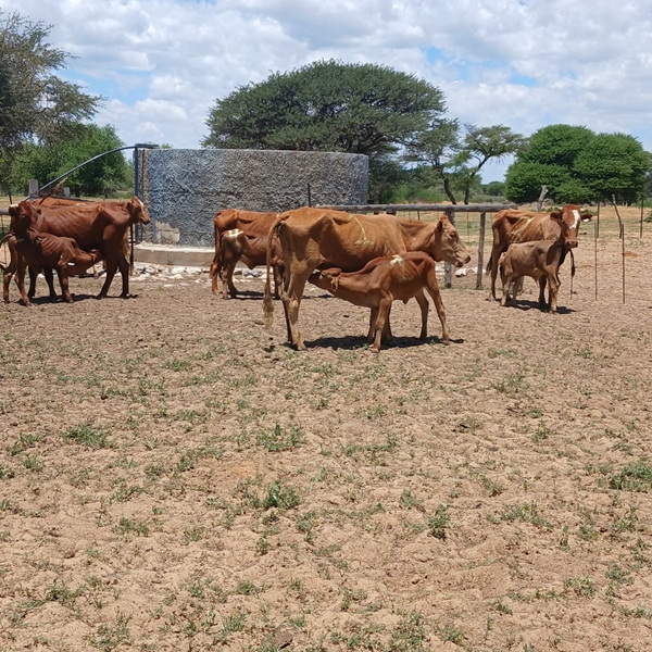 8 vermeende veediewe in Noord-Kaap aangekeer | News Article