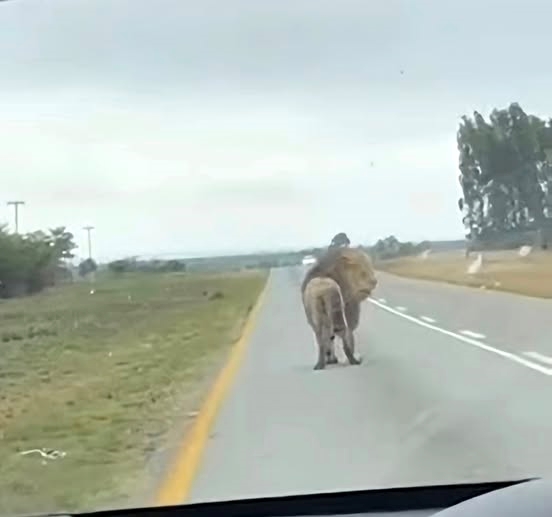 Wildvervoer in soeklig ná leeu ontsnap op R49 | News Article