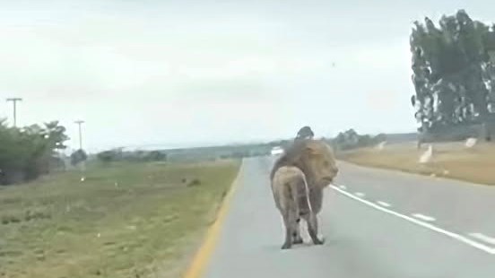 Wildvervoer in soeklig ná leeu ontsnap op R49 Wildvervoer in soeklig ná leeu ontsnap op R49 | News Article