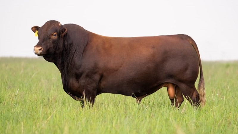 Sussexbul bekroon as interraskampioen op NAMPO Sussexbul bekroon as interraskampioen op NAMPO | News Article