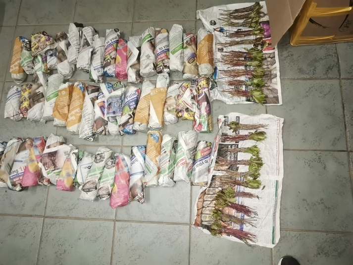 High speed chase, two arrests after Khat delivery via Northern Cape | News Article